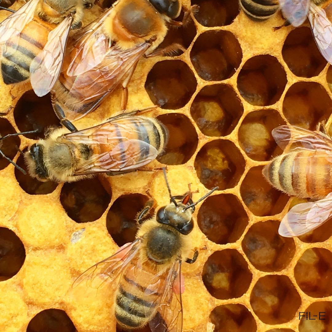 دانلود پاورپوینت طرح توجیهی زنبور عسل – ۴۱ اسلاید